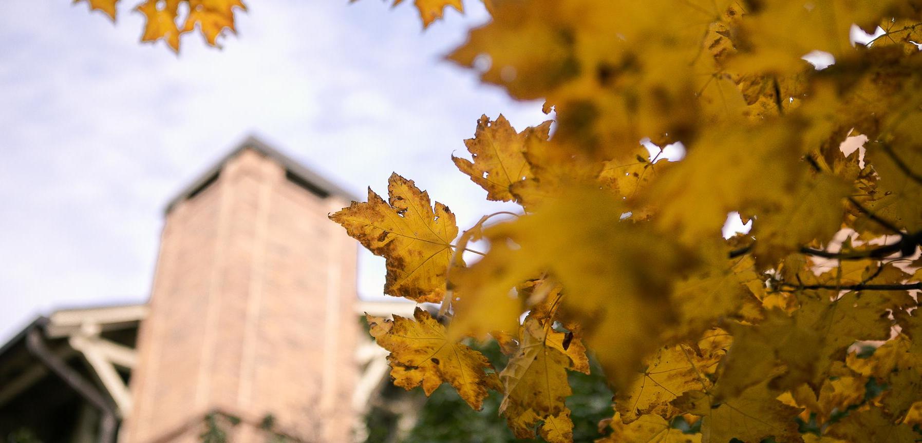 克里特岛校园在秋天落叶